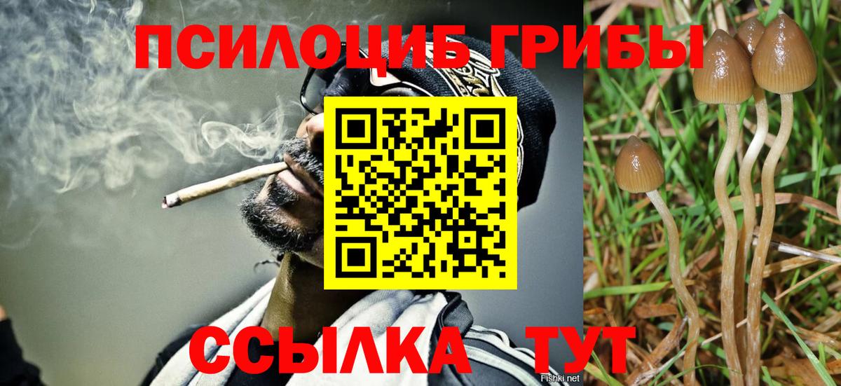 Псилоцибиновые грибы Cubensis Алексеевка